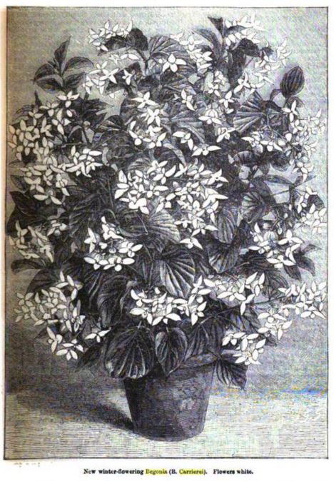B. ‘Carrierei’